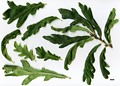 SpeciesSub: Heterophylla Group SpeciesSub: Heterophylla Group